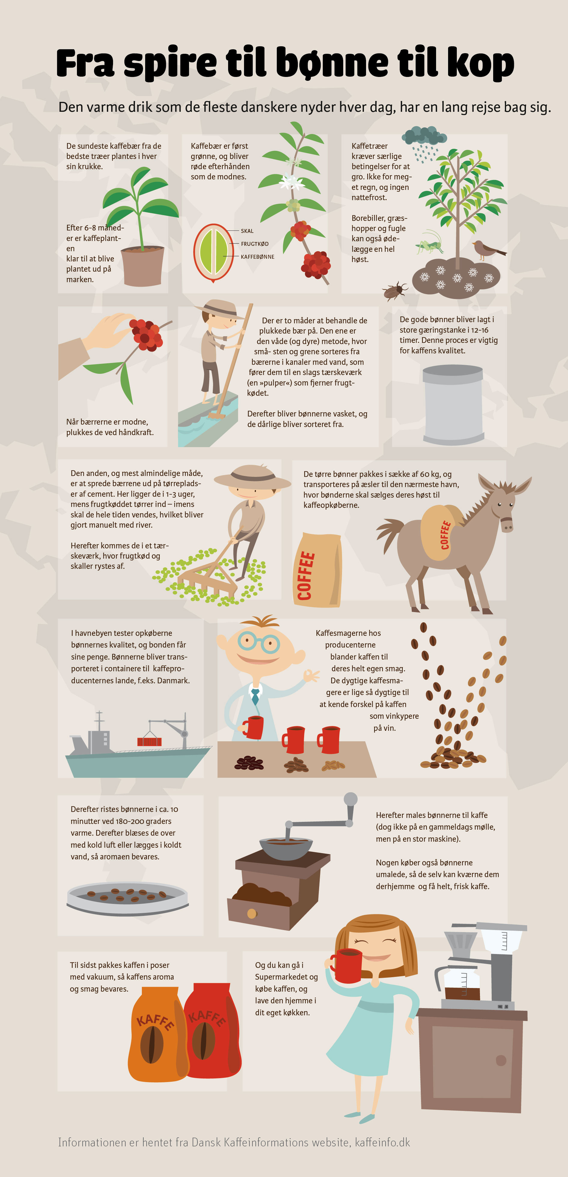 kaffe-infografik-infographics-illustration-malene-hald-coffee-4